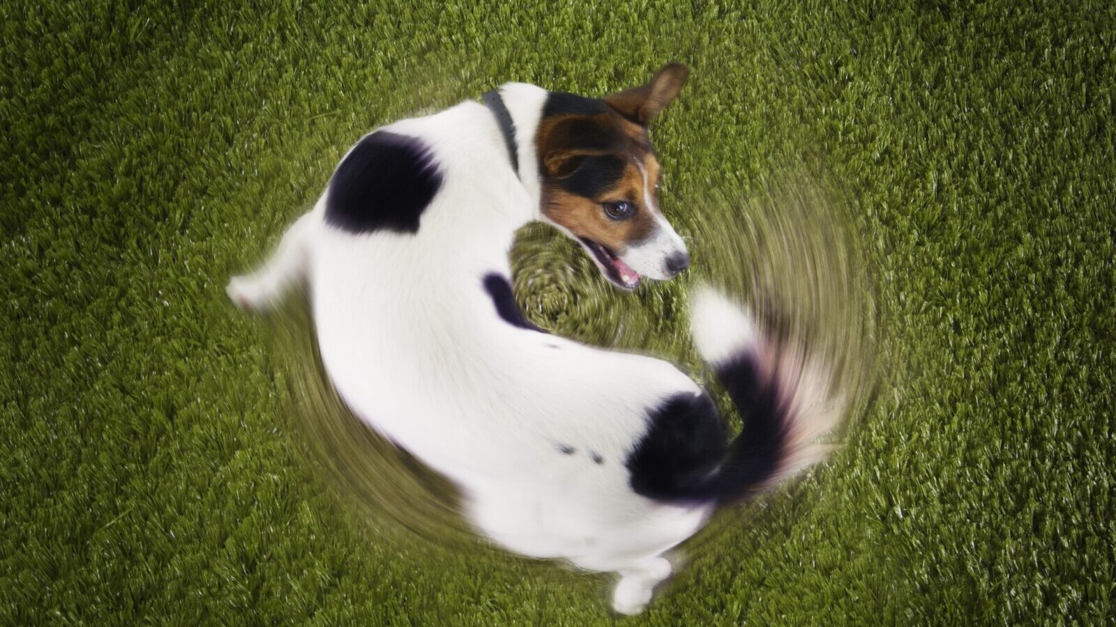 Birdseye view of a terroir dog chasing its tail.